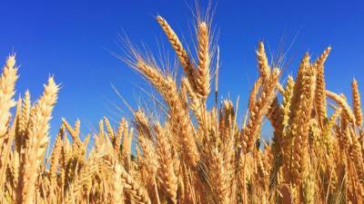 Reuters: Россия может ввести плавающую пошлину на экспорт пшеницы