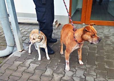 В Чехии собаки забежали в секс-шоп и отказались уходить. Вмешалась полиция