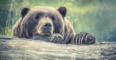 Медведи обожают мед и охотятся за ним: правда или очередной миф