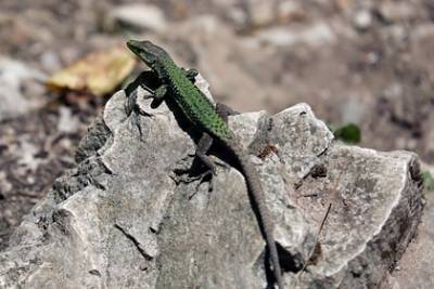 Обнаружена самая маленькая рептилия на планете