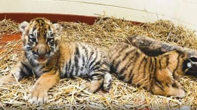 В США впервые за 20 лет в зоопарке родилась пара амурских тигрят (ВИДЕО)