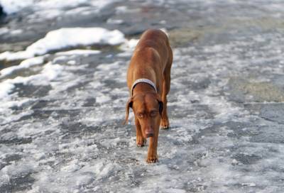 Кинологи предупредили об опасности выгула собак на льду водоемов