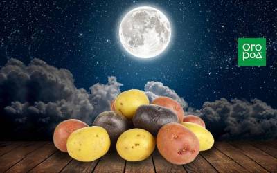 Выращивание картофеля по Лунному календарю в 2021 году
