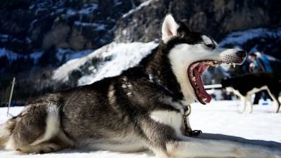 Кинологи предупредили об опасности прогулок с собаками по льду