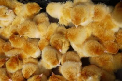 При пожаре на ферме под Томском погибли почти 3 тыс. цыплят