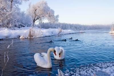 Биолог-блогер Павел Глазков приехал в Приморск для съемок очередного сюжета про лебедей