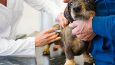 В Черновцах бесплатно вакцинируют домашних животных