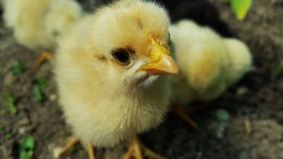 Три тысячи цыплят заживо сгорели при пожаре под Томском