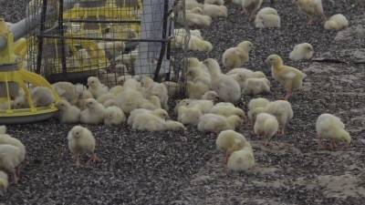 Почти три тысячи цыплят сгорели при пожаре в частной ферме под Томском