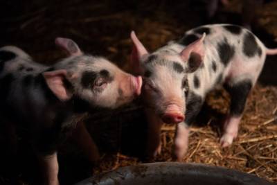 Из-за африканской чумы свиней в Бондарском районе производят отчуждение животных у населения