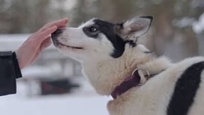 Кинологи призывают не выгуливать собак на льду водоемов