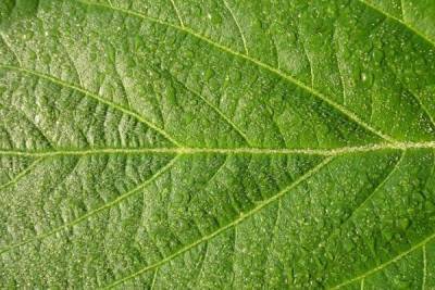 Соя с тройной устойчивостью к гербицидам одобрена к ограниченной посадке в Канаде nbsp