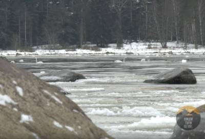 Биолог объяснил, безопасно ли стае лебедей оставаться в Приморске на зиму
