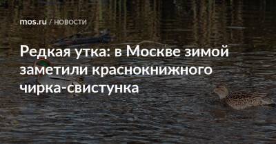 Редкая утка: в Москве зимой заметили краснокнижного чирка-свистунка