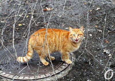 В Одесской области юноша отрезал головы уличным котам