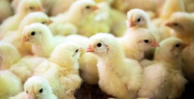 На ферме под Томском при пожаре погибли почти три тысячи цыплят