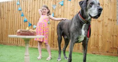 Шакил О'Нил среди собак. В Англии умер самый высокий пес в мире