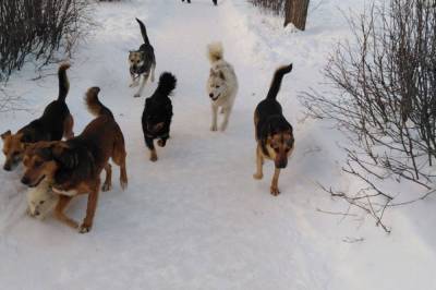 Как в Лисичанске будут регулировать численность бродячих собак
