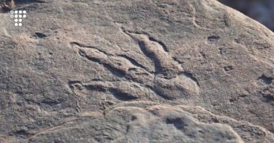 Четырехлетняя британка нашла след динозавра на пляже — ему примерно 220 млн лет