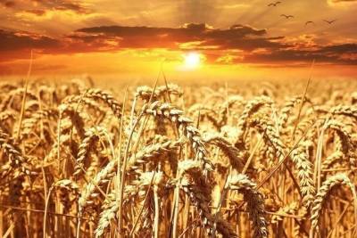 Глава Ставрополья: урожай зерна вдвое превысил внутреннюю потребность региона