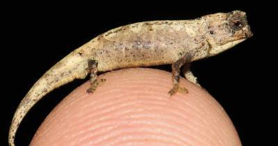 Учёные нашли самую маленькую рептилию на Земле