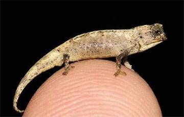 Ученые нашли самых маленьких рептилий в мире
