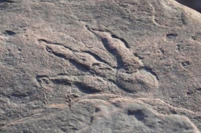 Четырехлетняя британка нашла на пляже след динозавра, которому 220 млн лет