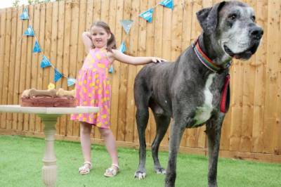 В Англии умерла самая высокая собака на мире