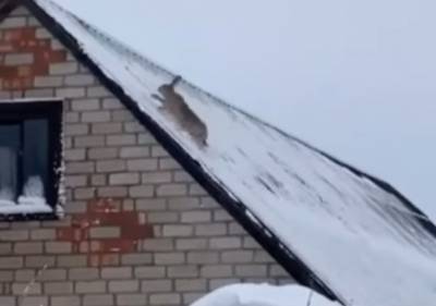 Сеть умилило видео, где заяц на Ровенщине пытается бежать по крыше