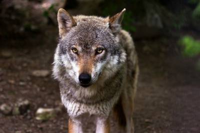 Волк утащил породистую собаку из рук россиянки