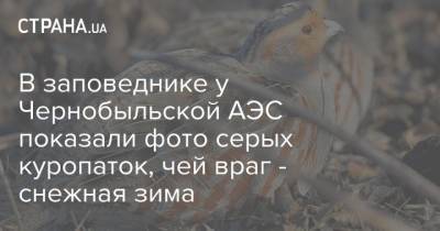 В заповеднике у Чернобыльской АЭС показали фото серых куропаток, чей враг - снежная зима