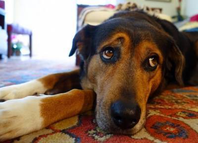 Если ветеринар далеко: чем помочь заболевшему питомцу в домашних условиях