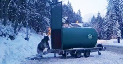 В Румынии поймали медведя, который терроризировал лыжников на склонах (ВИДЕО)