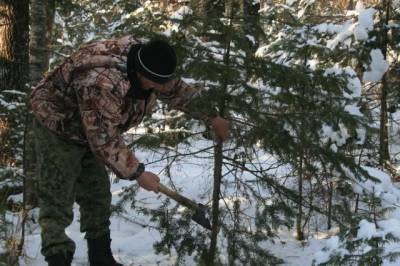 Более 200 кубометров елок незаконно вырубили в Хабаровском крае