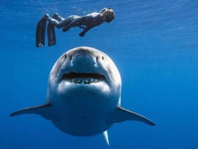 В сети появились кадры экстремального побега дайвера от охотящейся акулы (ВИДЕО)