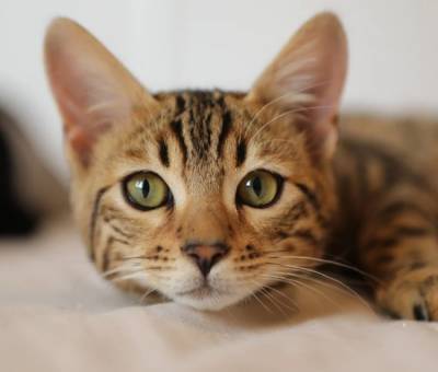 Британские психологи оценили влияние кошек на хозяев, работающих на удалёнке