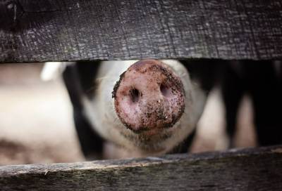 Ветеринары Ленобласти проверят все свиноводческие фермы в новогодние праздники