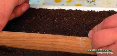 Ремонтантная земляника из семян – рассадой, методом стратификации. (Московская область)
