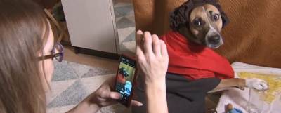 Псковская собака прославилась, изображая героев известных картин