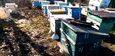 «Вот это начало 2021 года»: видео аномалии в Одесской области, проснулись даже пчелы