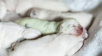 В Грузии родился зеленый щенок – видео