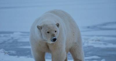 Переселение белых медведей в Антарктиду не спасет их от вымирания, - ученые