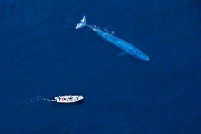 Спустя десятки лет введения запрета на отлов ученые сообщили об восстановлении популяции синих китов