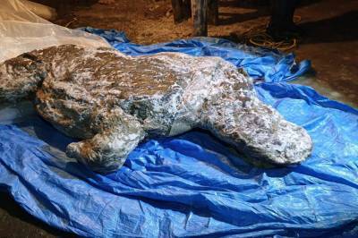 В Якутии ученые нашли останки носорога из ледникового периода: неповрежденным остался даже жир