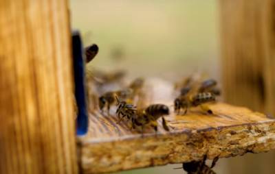 Зимний мед 2021: аномалии на юге Украины — так тепло, что проснулись даже пчелы