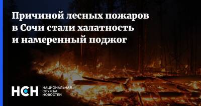 Причиной лесных пожаров в Сочи стали халатность и намеренный поджог