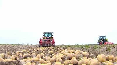 В октябре 2020 года Туркменистан сократил импорт картофеля, муки и масла из стран ЕАЭС