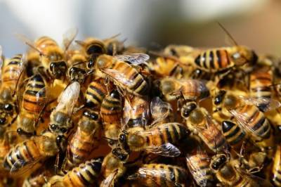 Из-за аномально теплой погоды в Одесской области проснулись пчелы. Видео
