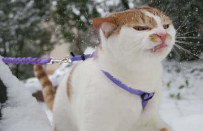 Котик и снег: 25 реакций, которые поднимут вам настроение