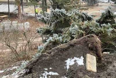 Глава Пятигорска показал на елках результаты урагана и вандализма